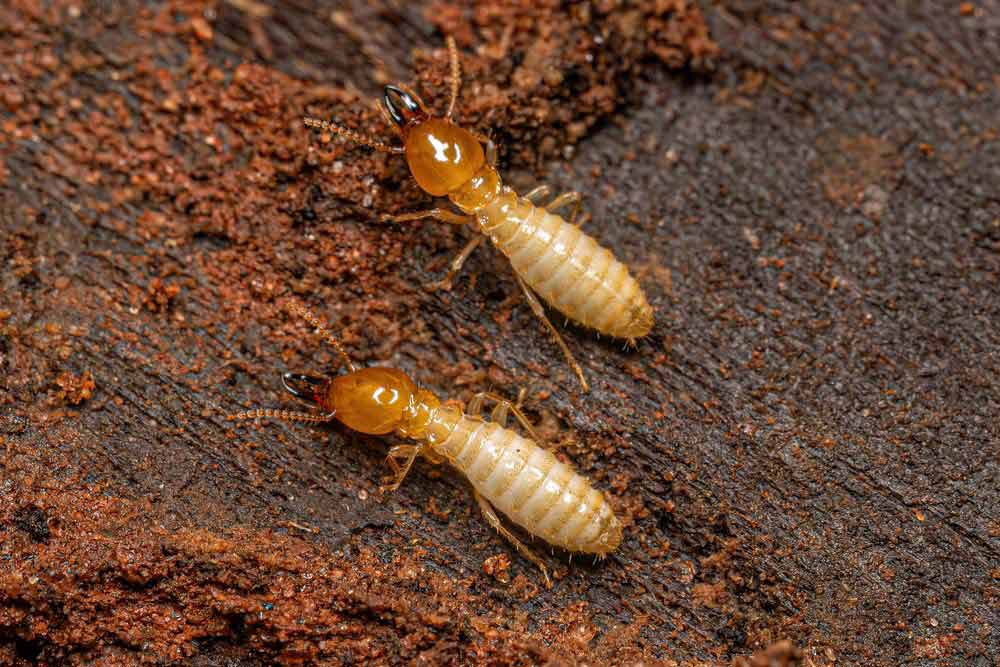 Why Pest Detection is an Important Part of the Building Inspection Process 4 Mud Tubes