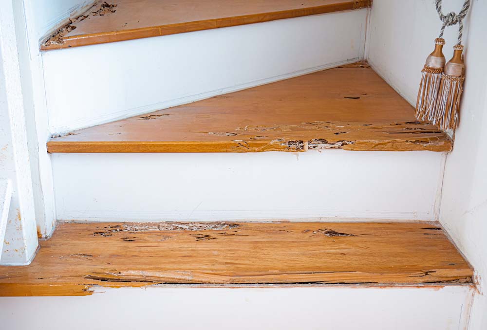 Why Pest Detection is an Important Part of the Building Inspection Process 2 Preventing Damage