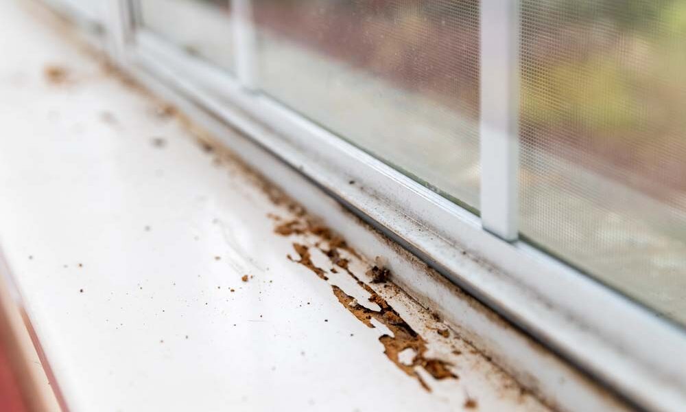Why Pest Detection is an Important Part of the Building Inspection Process 1 Termite Damage