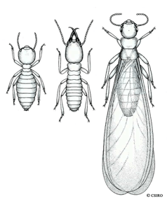 Why Pest Detection is an Important Part of the Building Inspection Process 3 Pest control termites